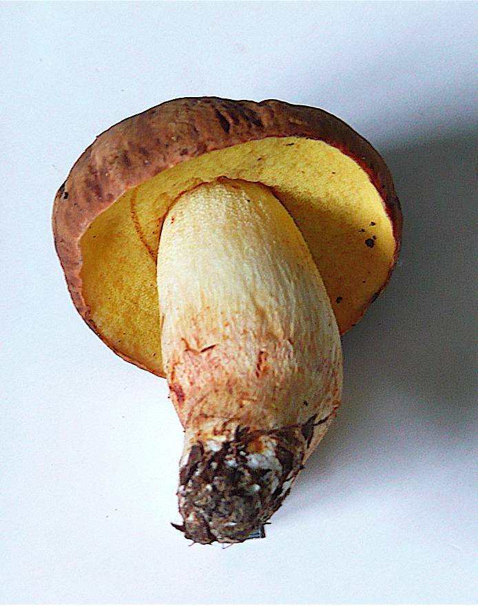 Boletus depilatus image