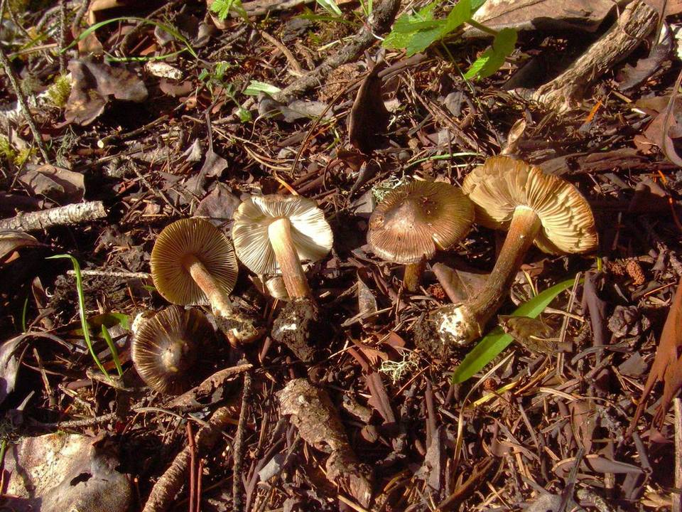Inocybe napipes image