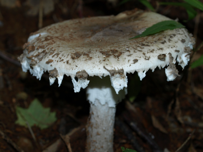 Amanita cinereopannosa image