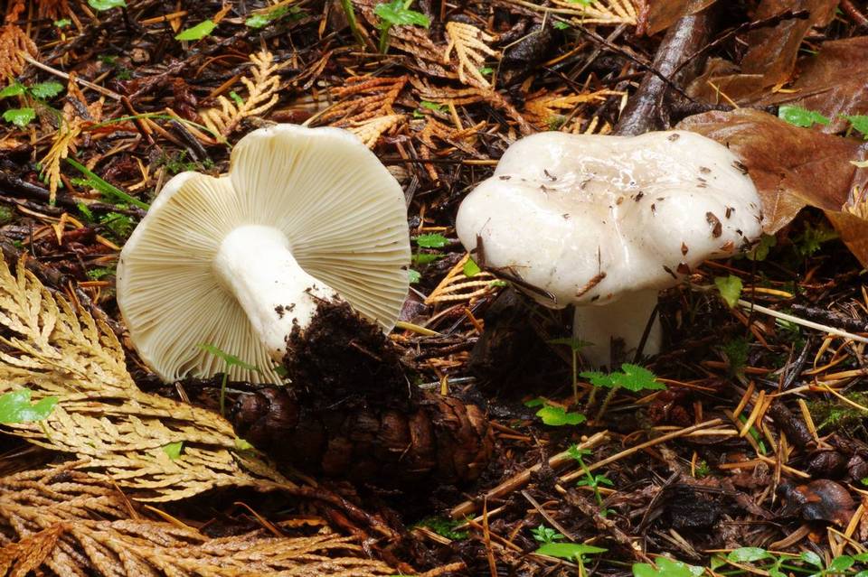 Russula stuntzii image
