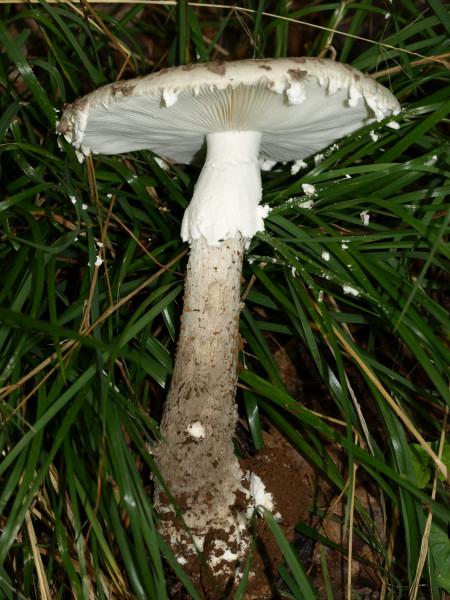 Amanita cinereopannosa image