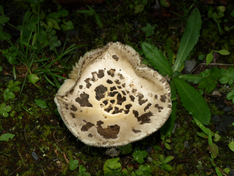 Amanita cinereopannosa image