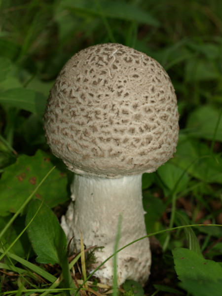 Amanita cinereopannosa image