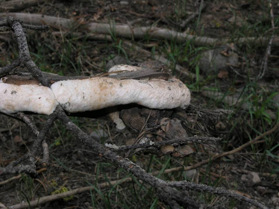 Oligoporus leucospongia image