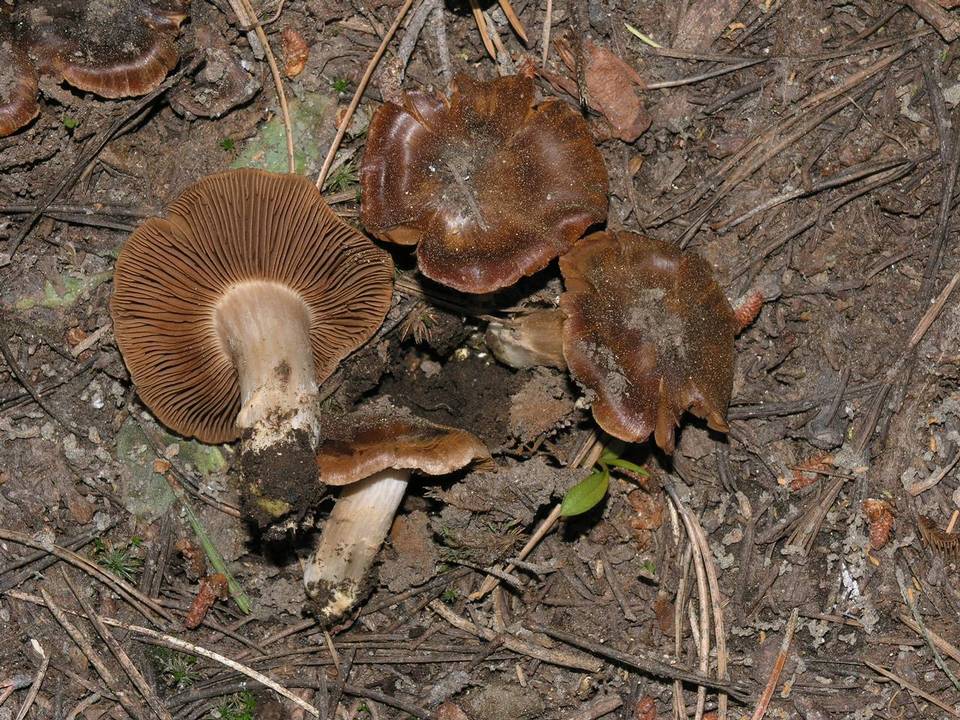 Cortinarius ahsii image