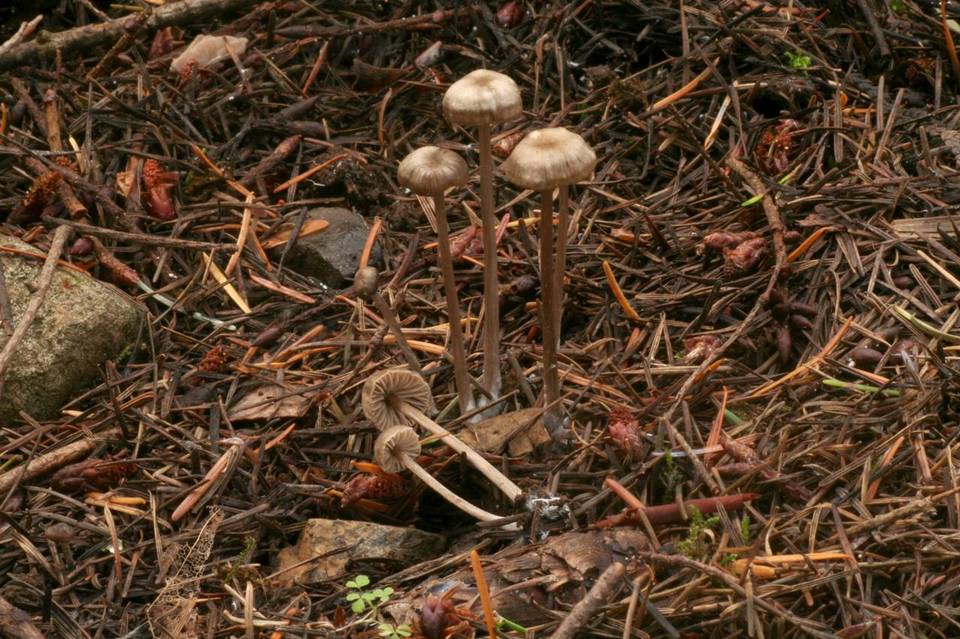 Entoloma lucidum image