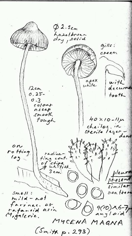 Mycena magna image