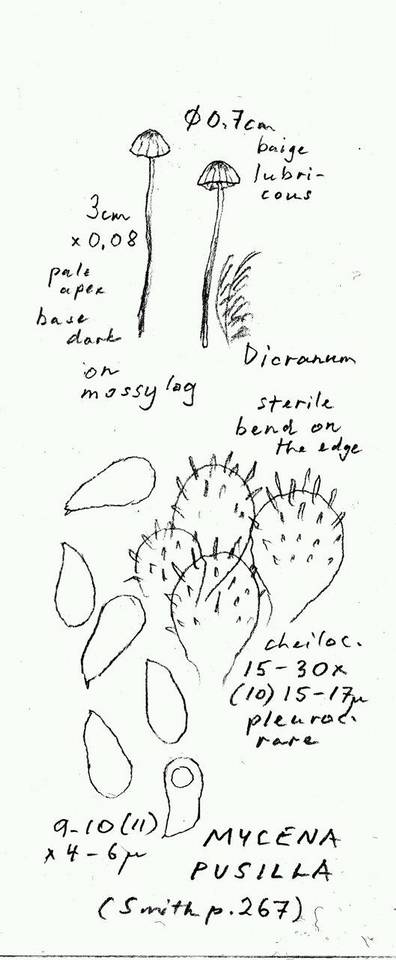 Mycena pusilla image