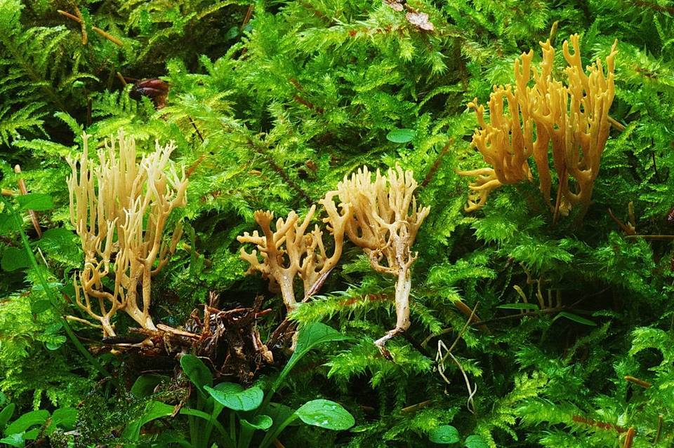 Ramaria curta image
