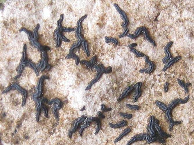 Arthonia calcarea image