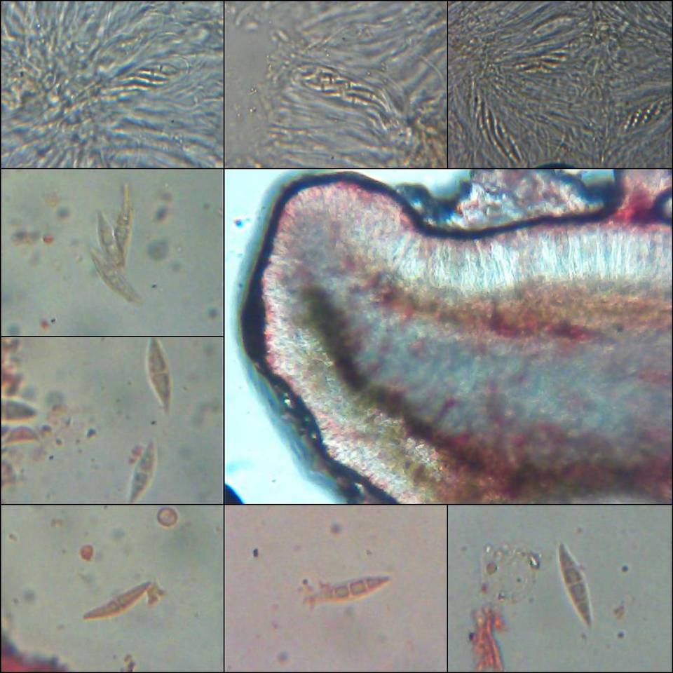 Lobaria virens image