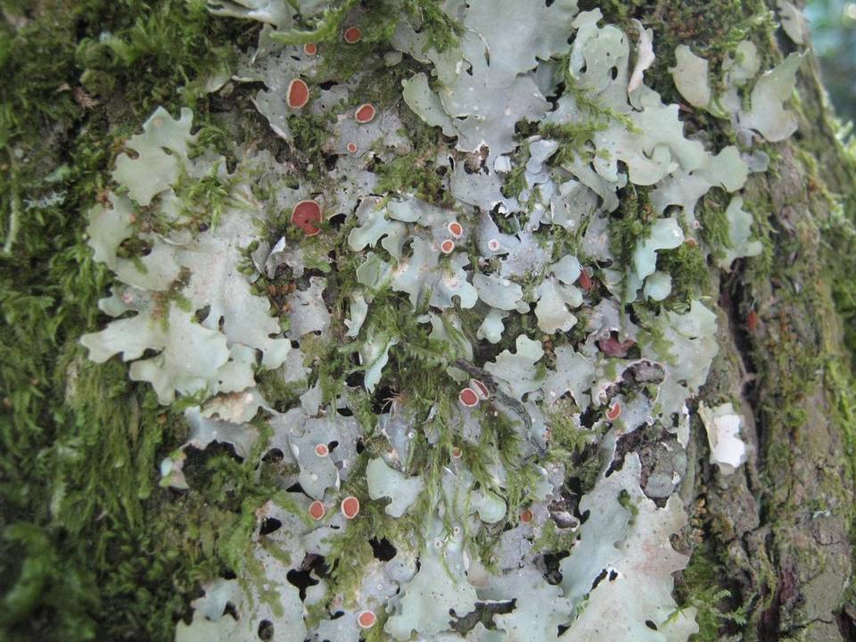 Lobaria virens image