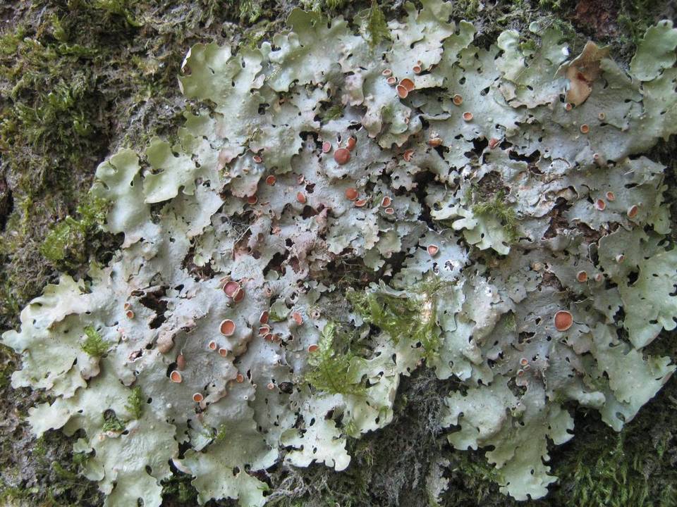 Lobaria virens image