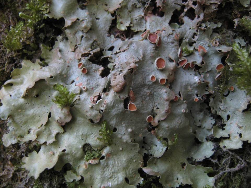 Lobaria virens image