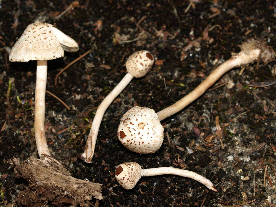 Lepiota thiersii image