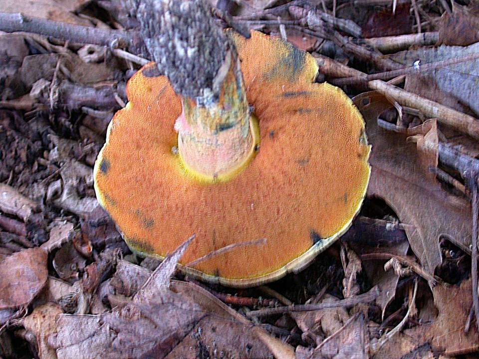 Boletus luridiformis var. discolor image