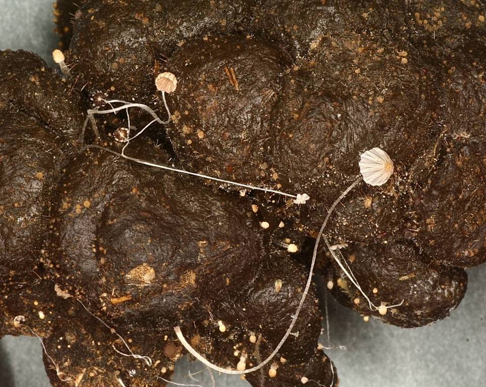 Coprinellus heptemerus image