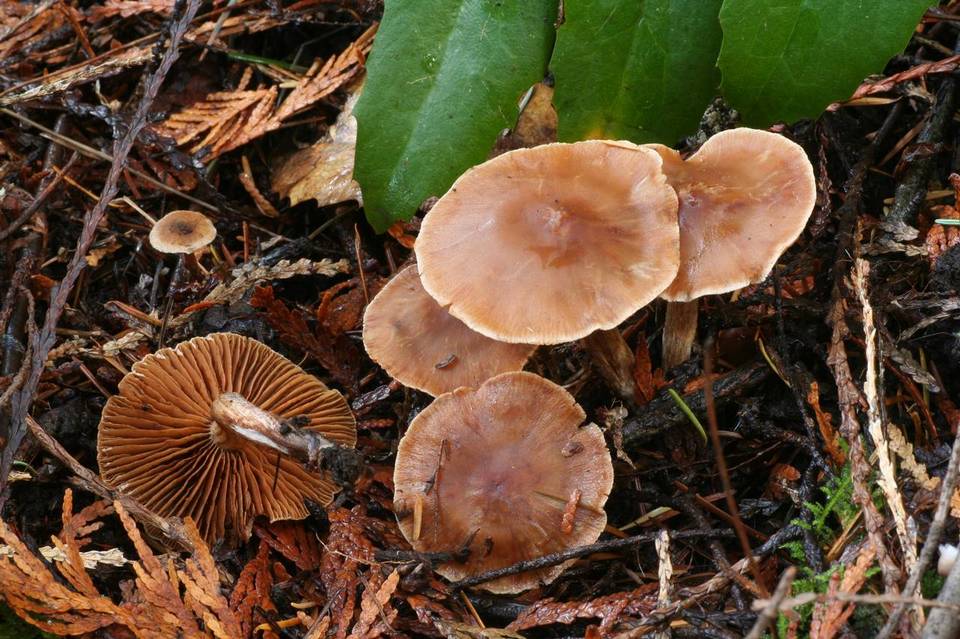 Cortinarius scandens image