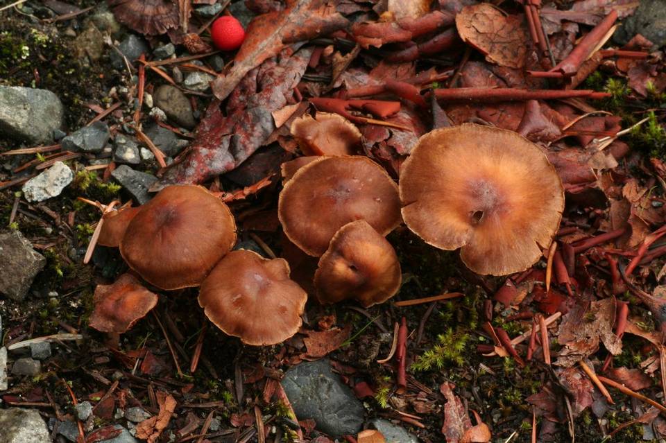 Cortinarius leucopus image