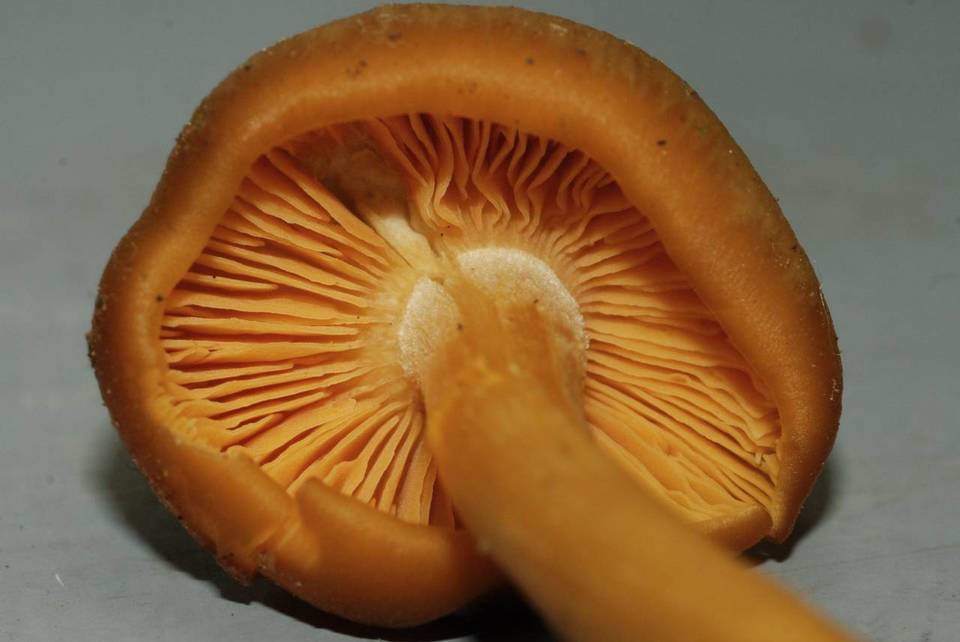 Entoloma flavifolium image