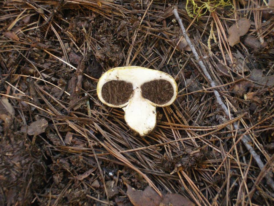 Agaricus inapertus image