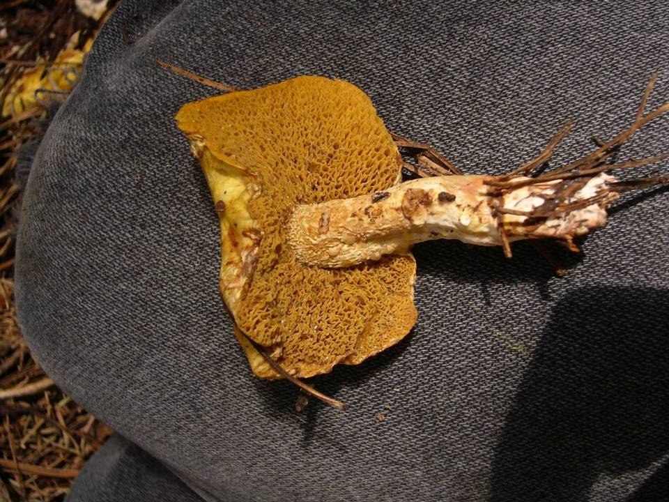 Suillus riparius image