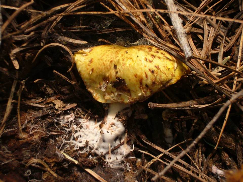 Suillus riparius image