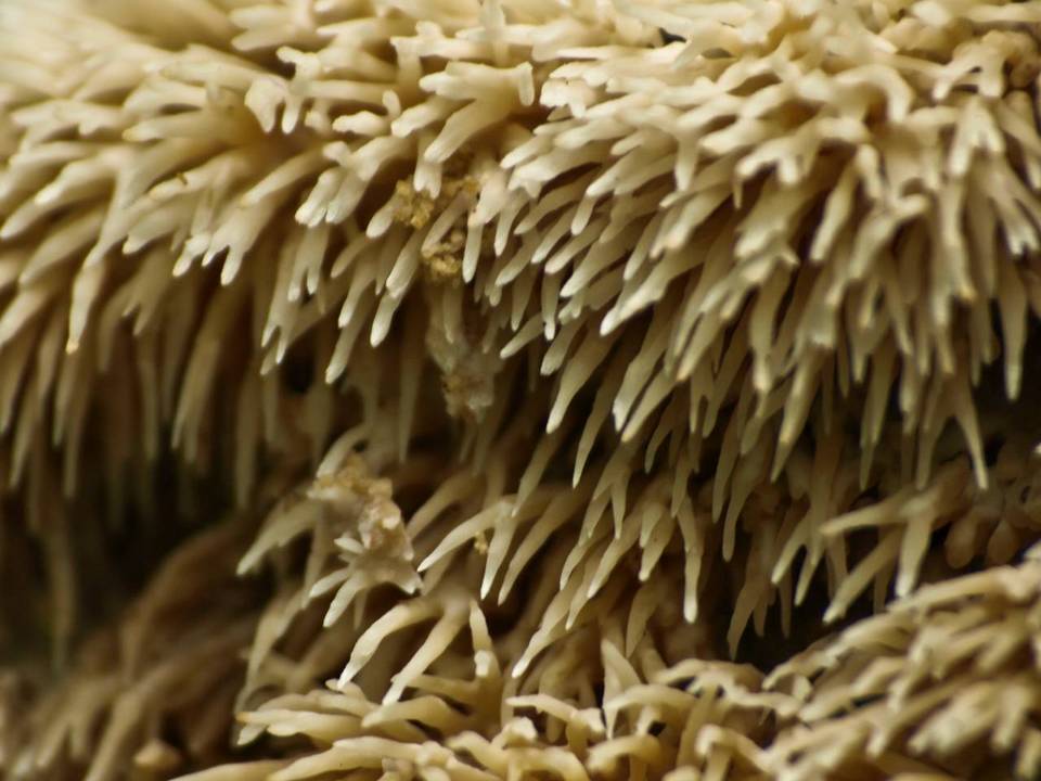 Hydnocristella himantia image