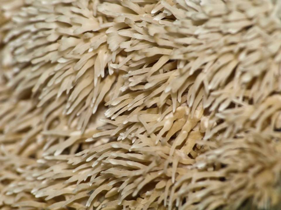 Hydnocristella himantia image
