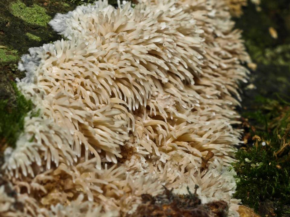 Hydnocristella himantia image