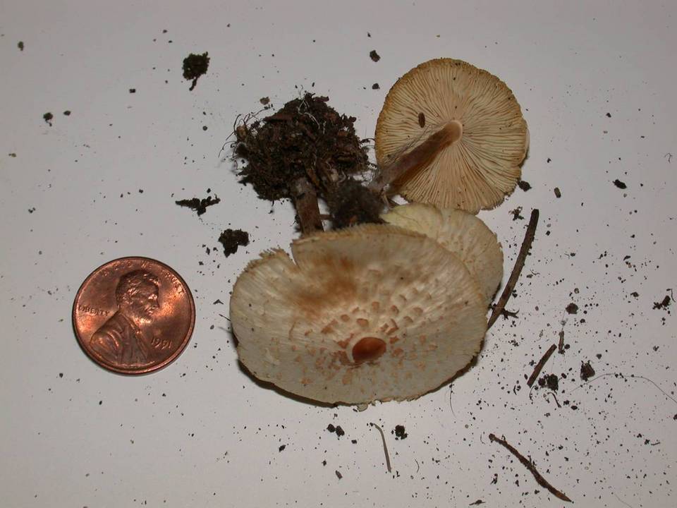 Lepiota flammeatincta image