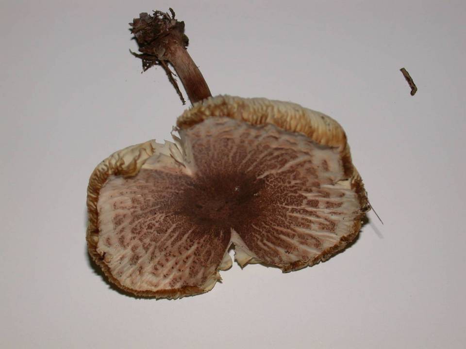 Lepiota flammeatincta image