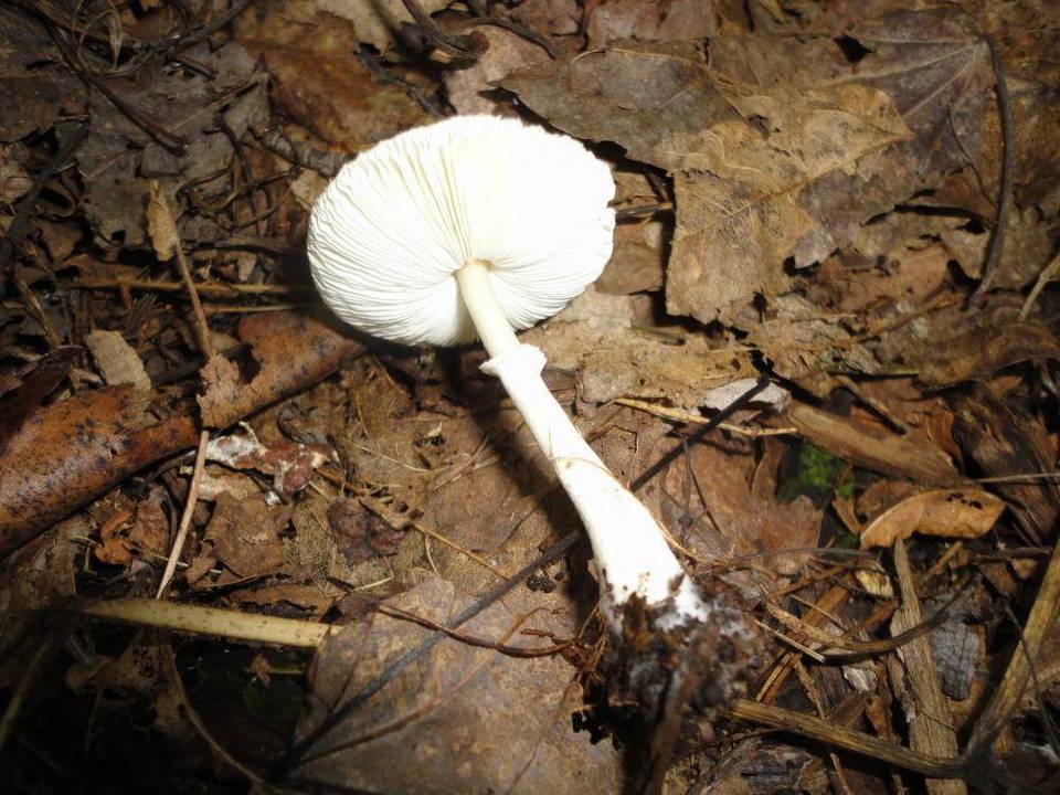 Sericeomyces erioderma image