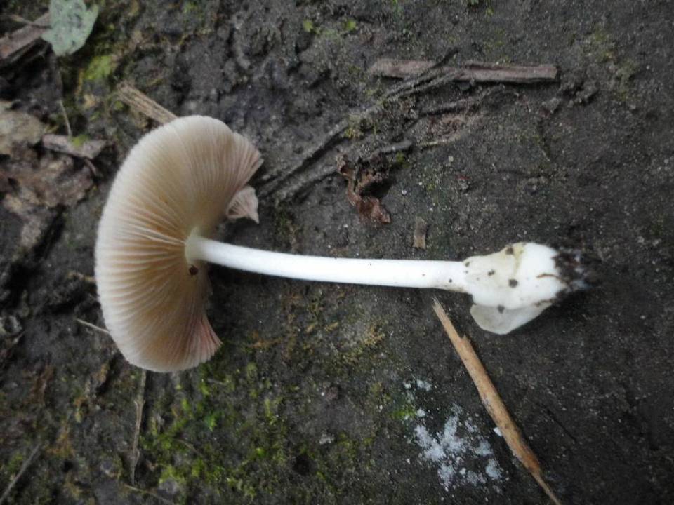 Volvariella murinella image