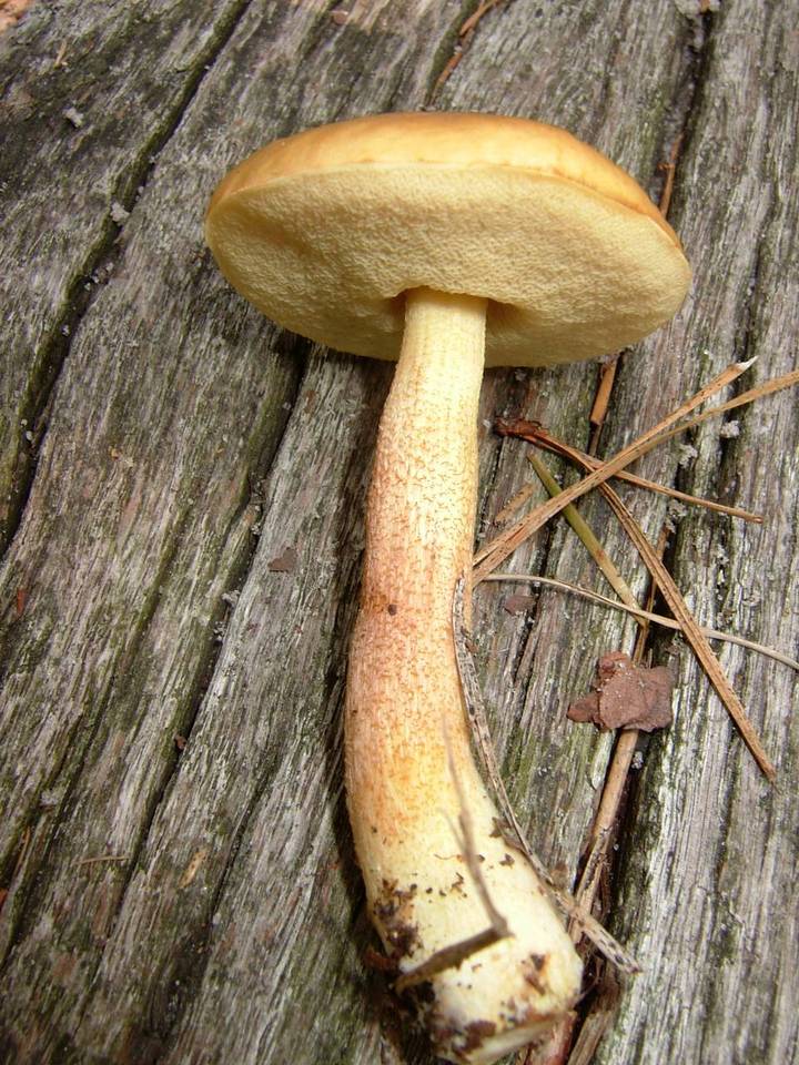 Boletus viscidocorrugis image