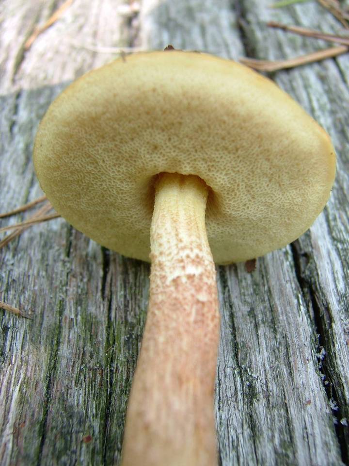 Boletus viscidocorrugis image