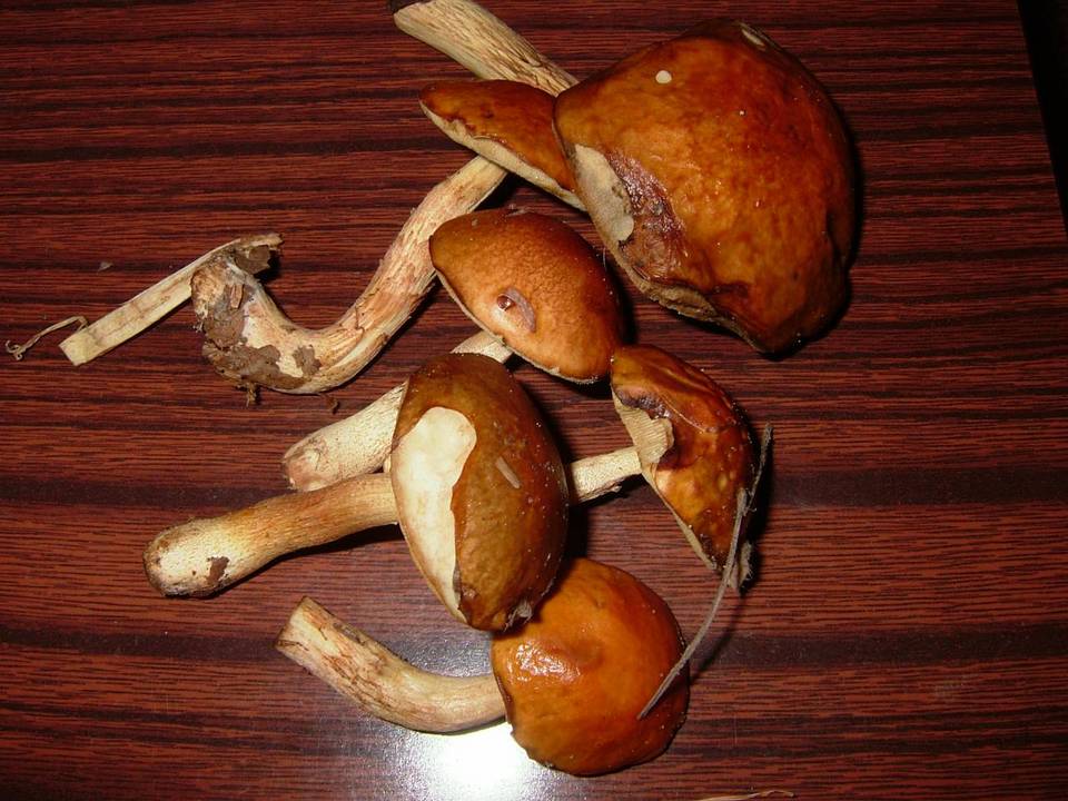 Boletus viscidocorrugis image