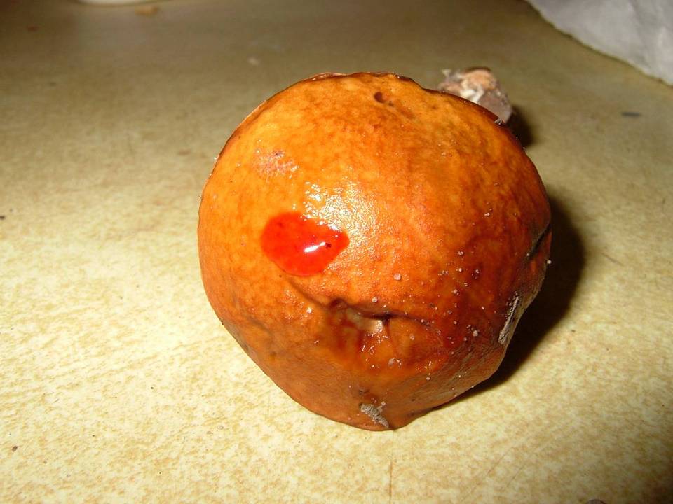 Boletus viscidocorrugis image