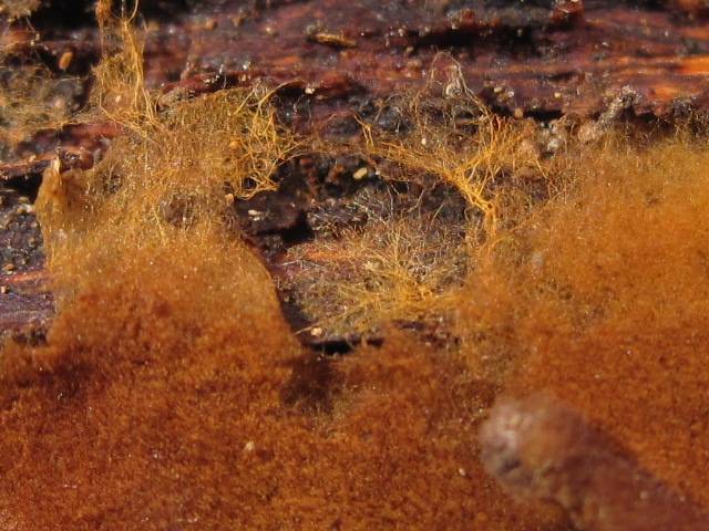Tomentella fibrosa image
