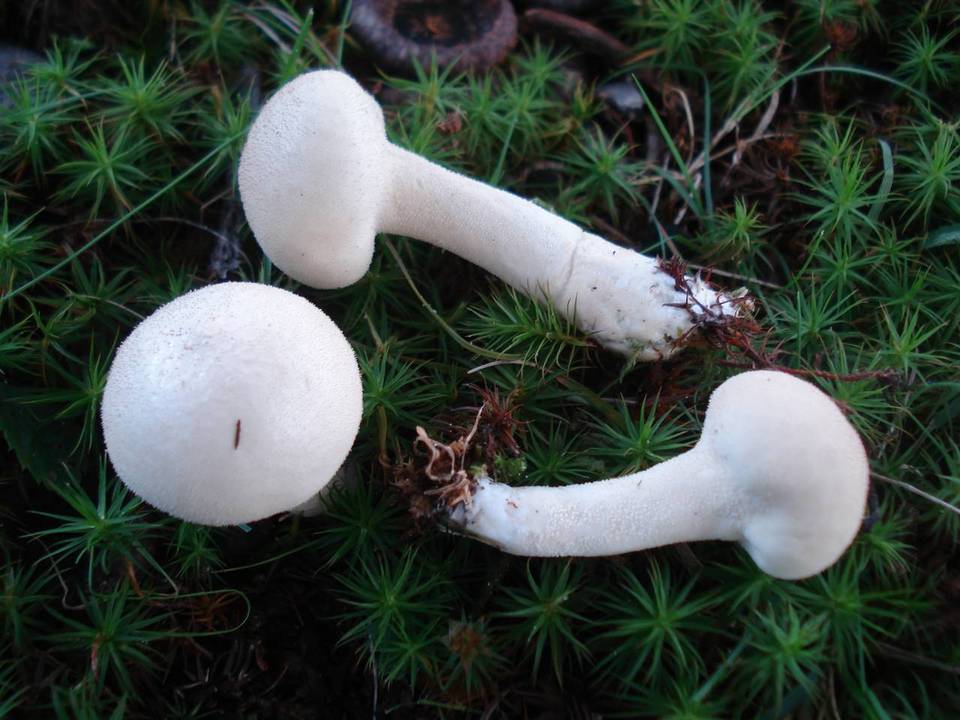 Calvatia elata image
