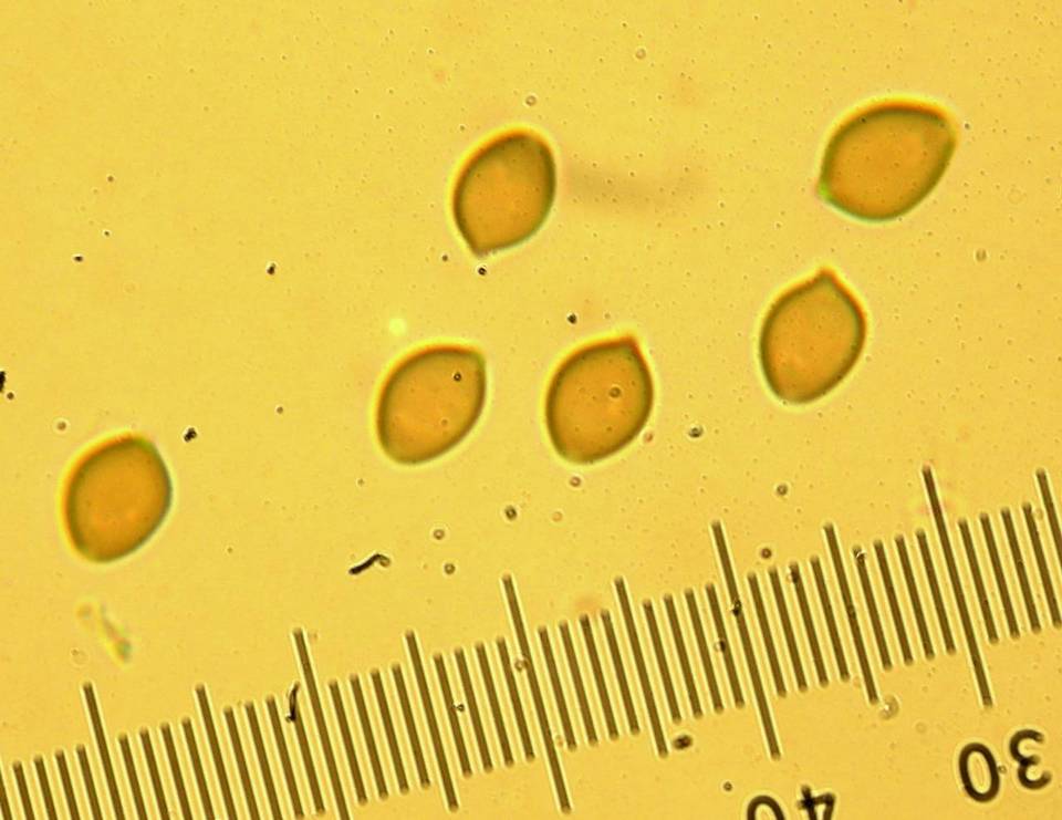 Deconica castanella image