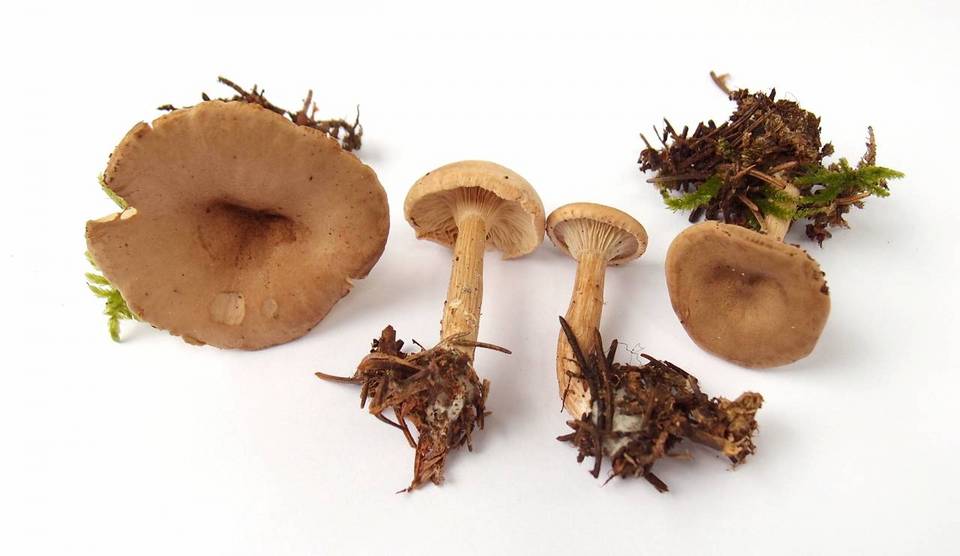Clitocybe costata image