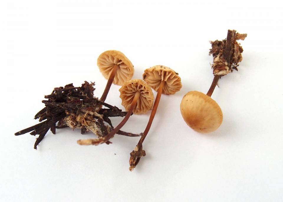 Marasmius wynneae image