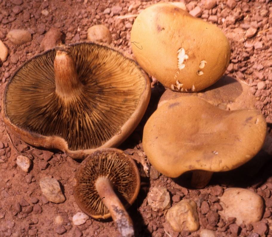 Phylloporopsis boletinoides image