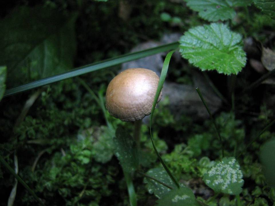 Psathyrella prona image
