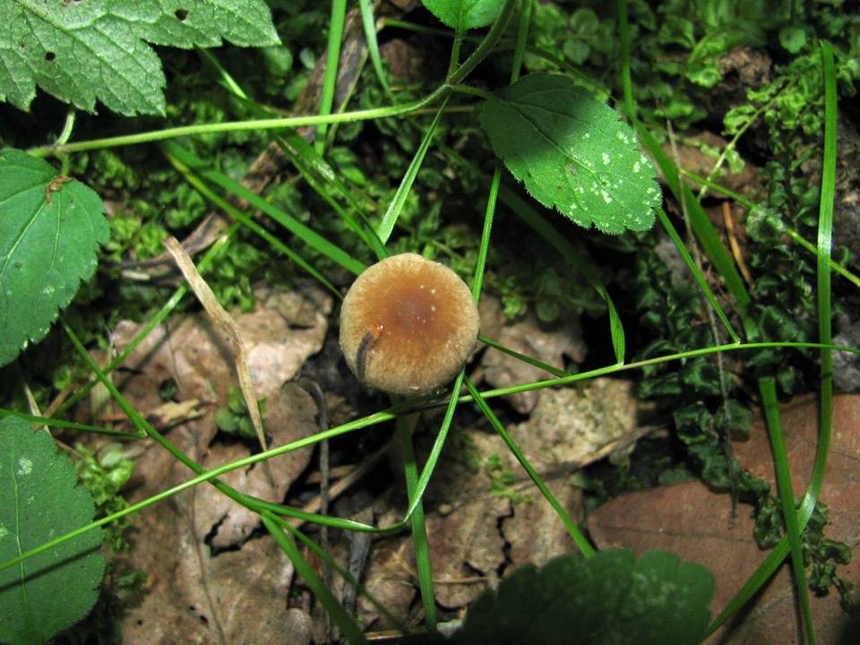 Psathyrella prona image