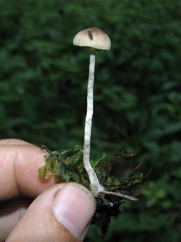 Psathyrella prona image