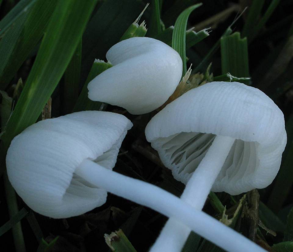Conocybe romagnesii image