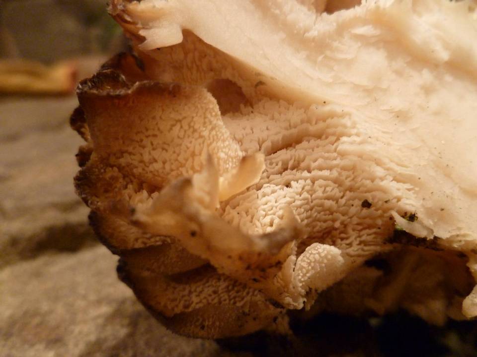 Grifola gargal image