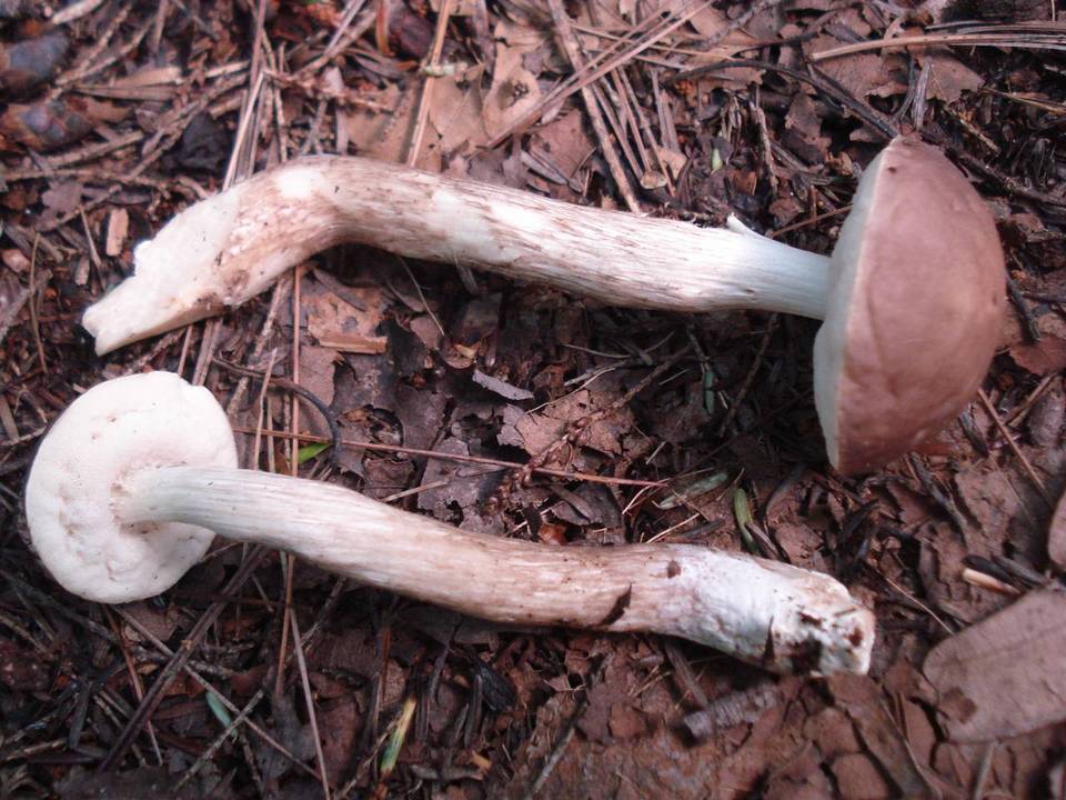 Leccinum subgranulosum image